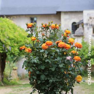 ©SUNFLOR - Primavera
